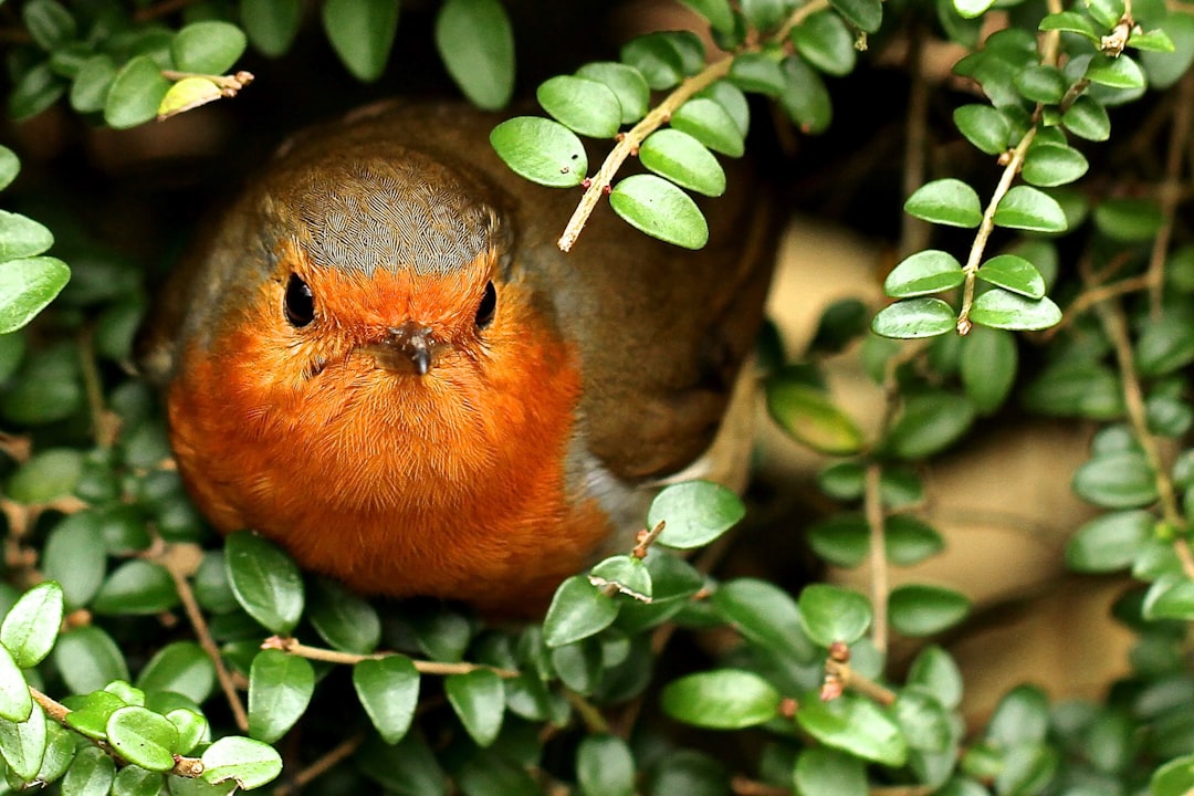orange and brown bird hidden in a green bush