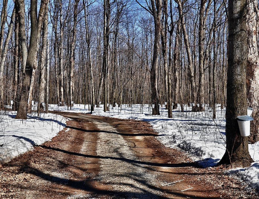 Snowy trail through the maple sugar bush with a sap bucket