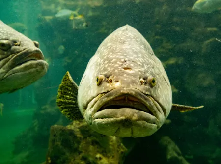 Fish Mouth on Roofs: What It Is and How to Prevent It