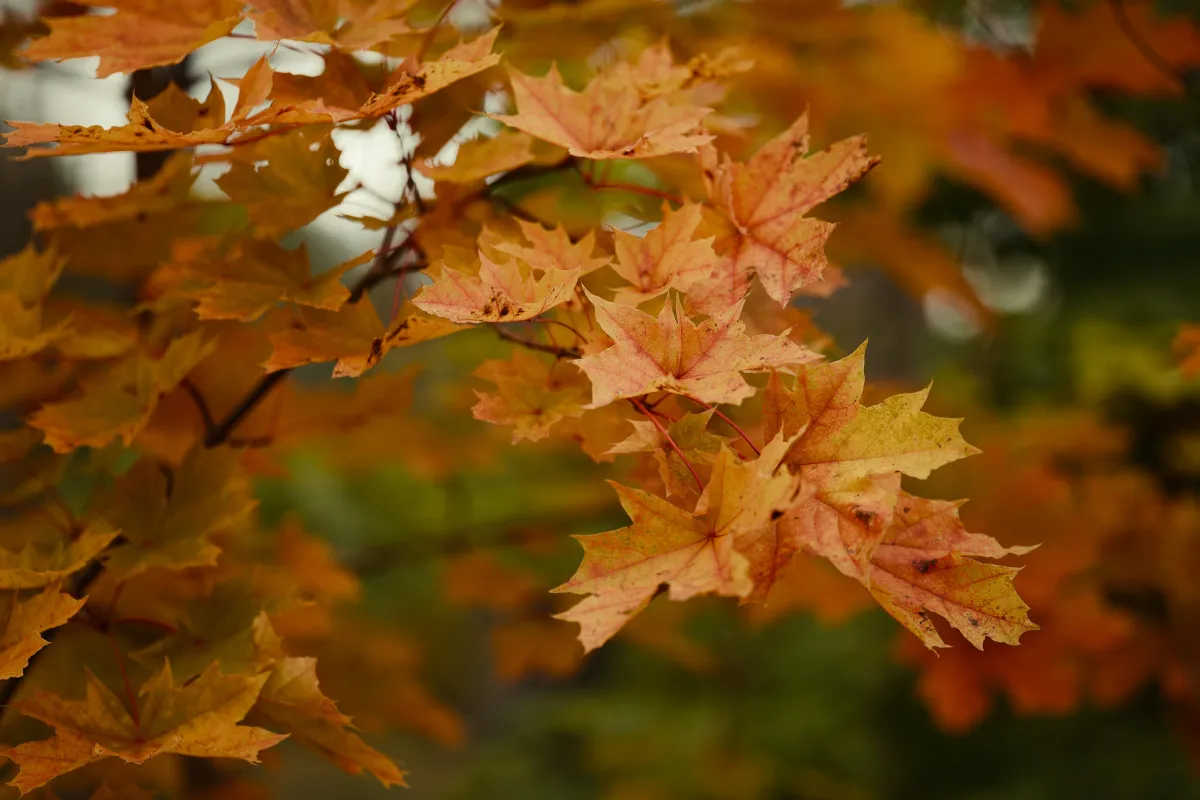 Maple leaves