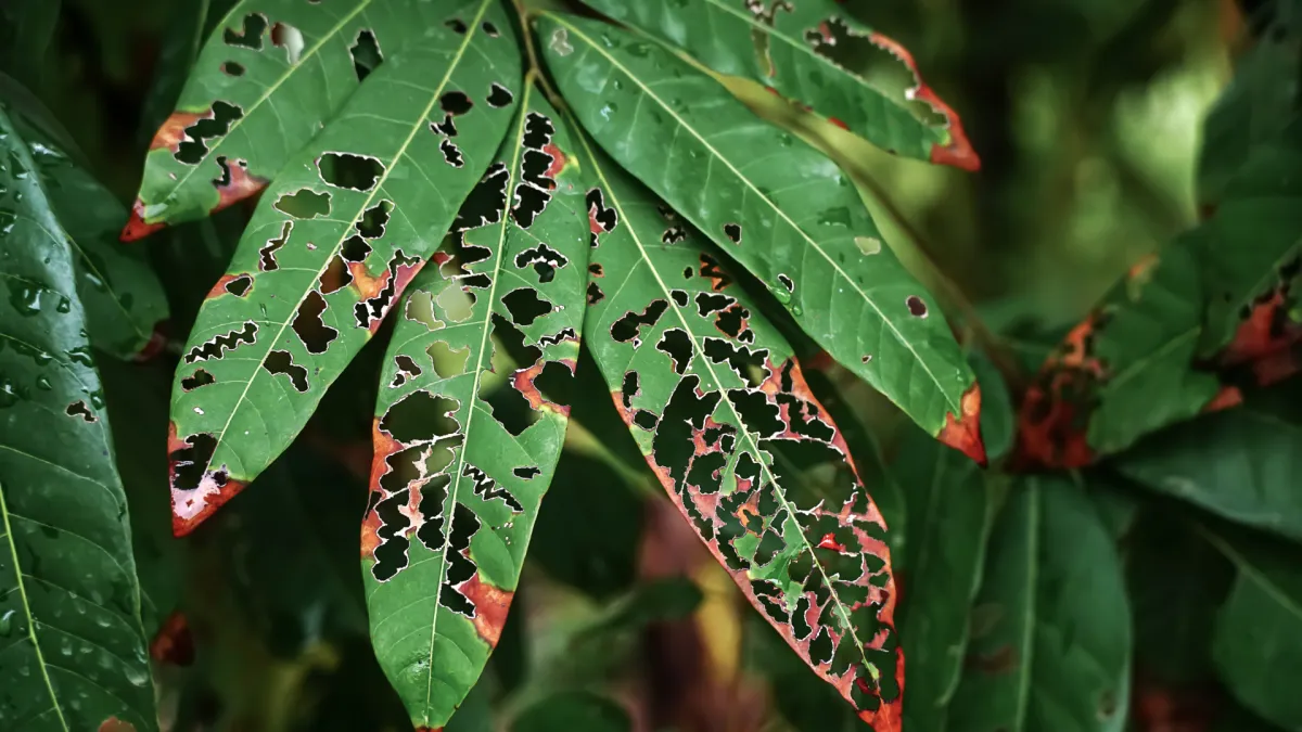 Common Plant Diseases and How to Prevent Them