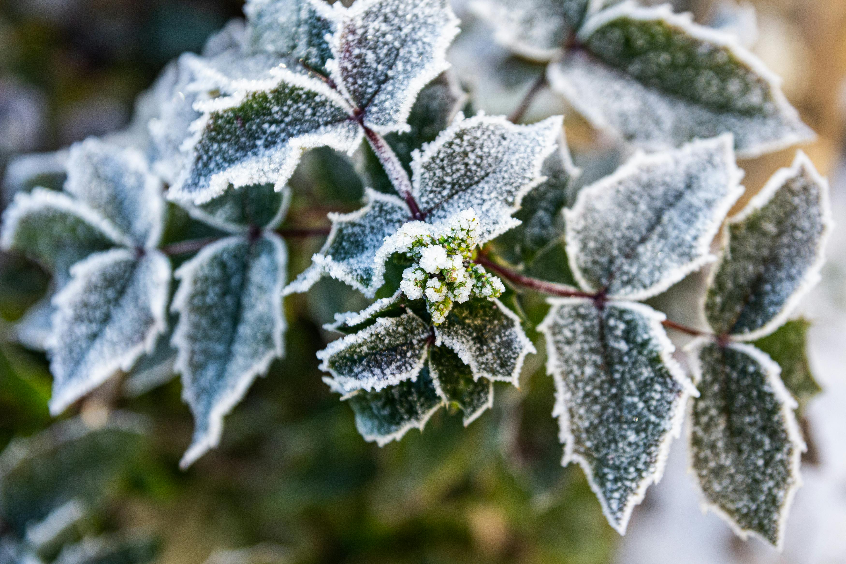 Winter Garden Prep: What Every Home Gardener Should Know
