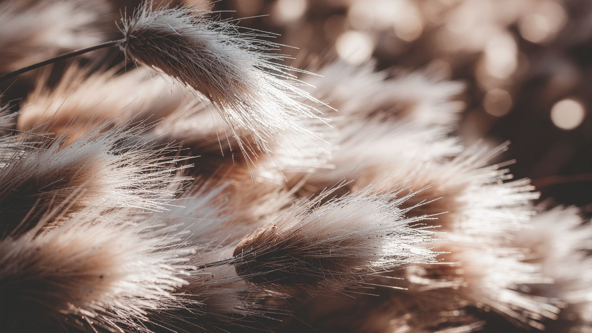 Top 10 Winter-Hardy Plants That Thrive in the Cold