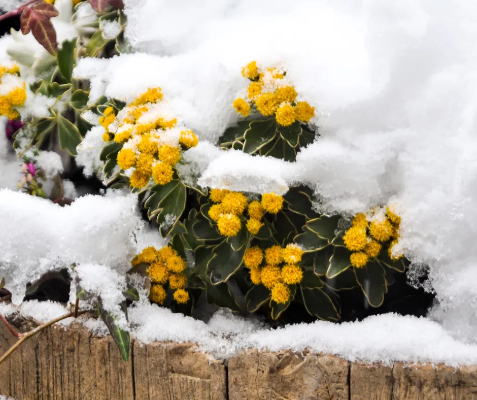 How Snow Benefits (and Harms) Your Garden: What Every Homeowner Should Know