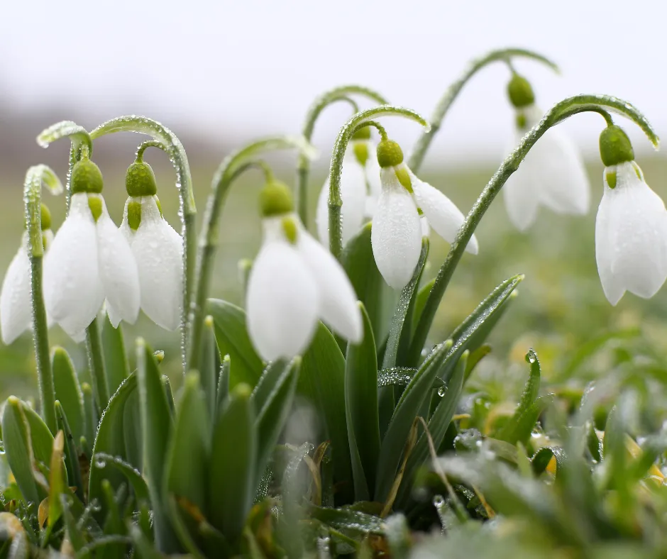 Simple Ways to Keep Your Landscape Looking Beautiful All Winter Long