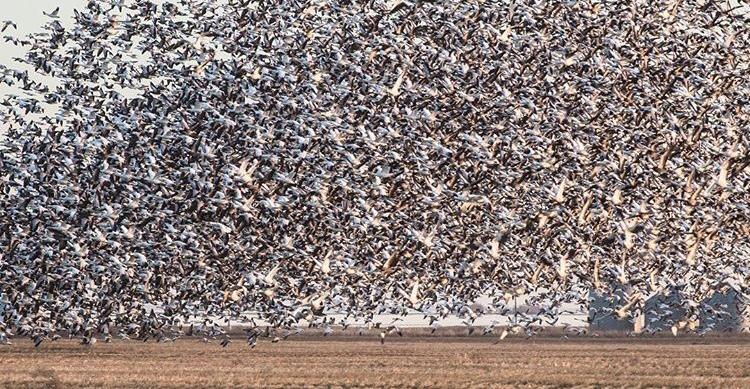 Sky full of birds