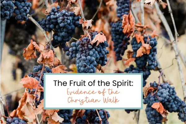 picture of grapes on the vine