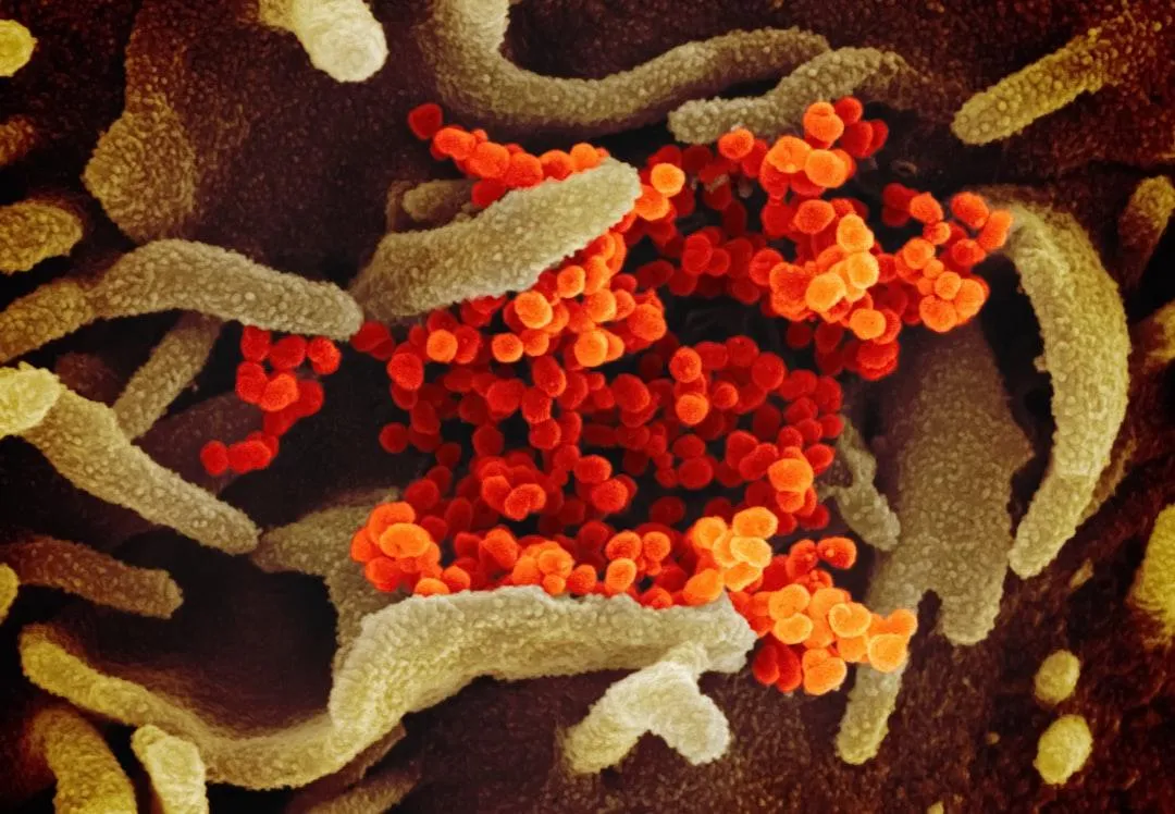 Unlocking the Secrets of the Microbiome: How Gut Health Transforms Your Well-being