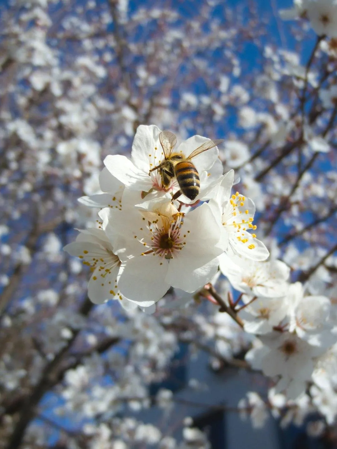 Spring Sneezes: Unraveling Allergy Mechanisms and How to Breathe Easy!
