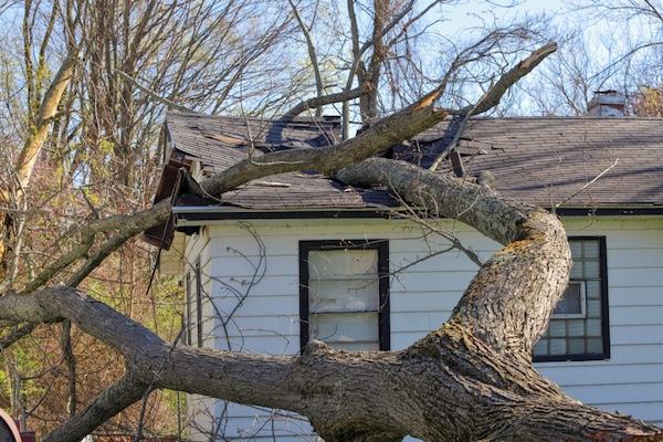 What to Do When a Tree Falls on Your Roof After a Storm – A Homeowner’s Guide