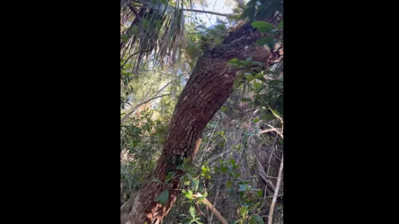 curved tree
