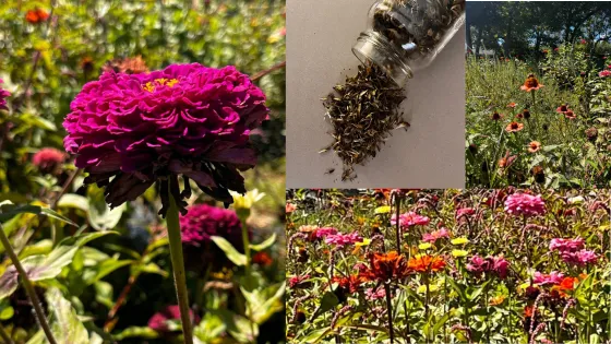 Zinnia's and seeds