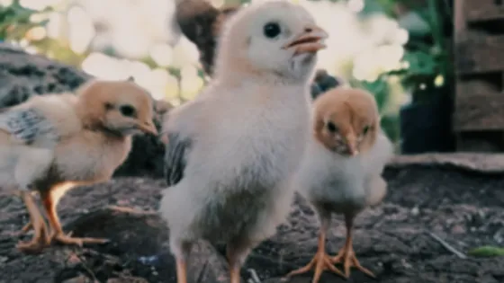 baby chicks