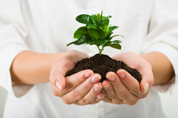 ladies hand cupped together with a plant being held