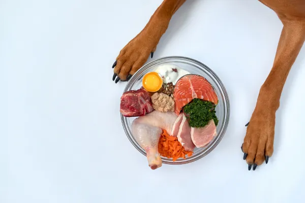 Image of a dog eating a raw food meal or a variety of raw ingredients.