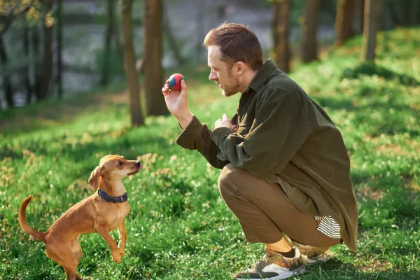 Image of a dog learning a new trick or command.