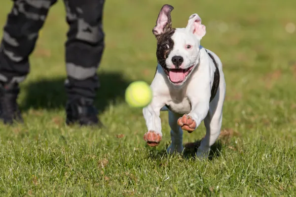 Image of a dog playing fetch or engaging in another playful activity.