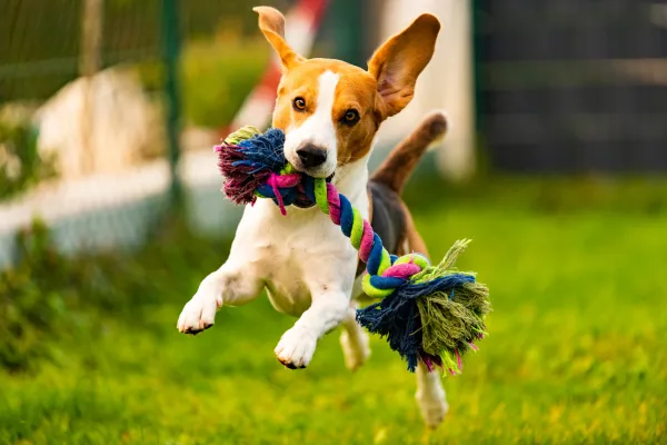 Image of DIY dog toys or a dog playing with a homemade toy.