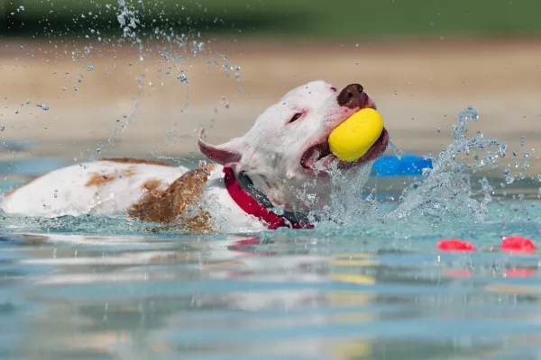 Image of a dog swimming or undergoing hydrotherapy.