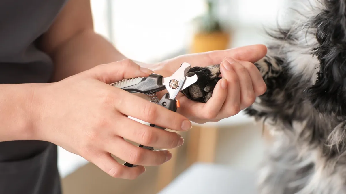 dog nail trim