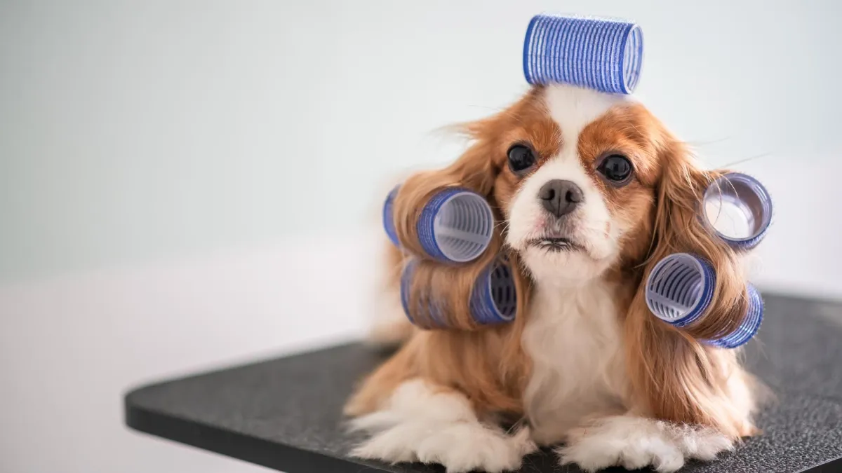 Dog Grooming