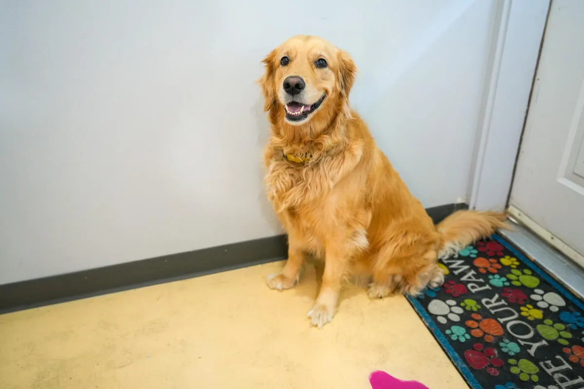 golden retriever pippa lou jensen