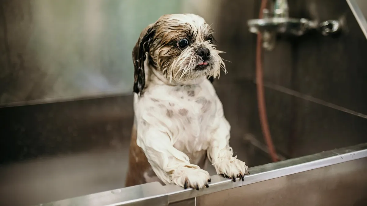 Scruffy Tails Pet Groomer Blog