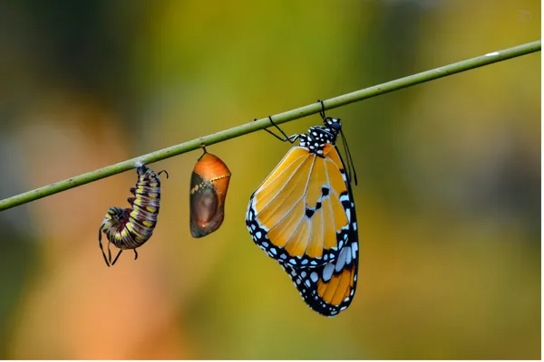 Thông Điệp Tháng 11- Chuyển Mình & Tái Khởi Động