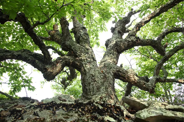 Jia Wood – Sợ Mất Kiểm Soát