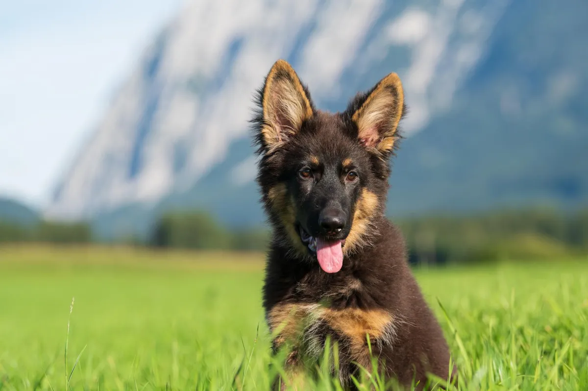 Puppie!