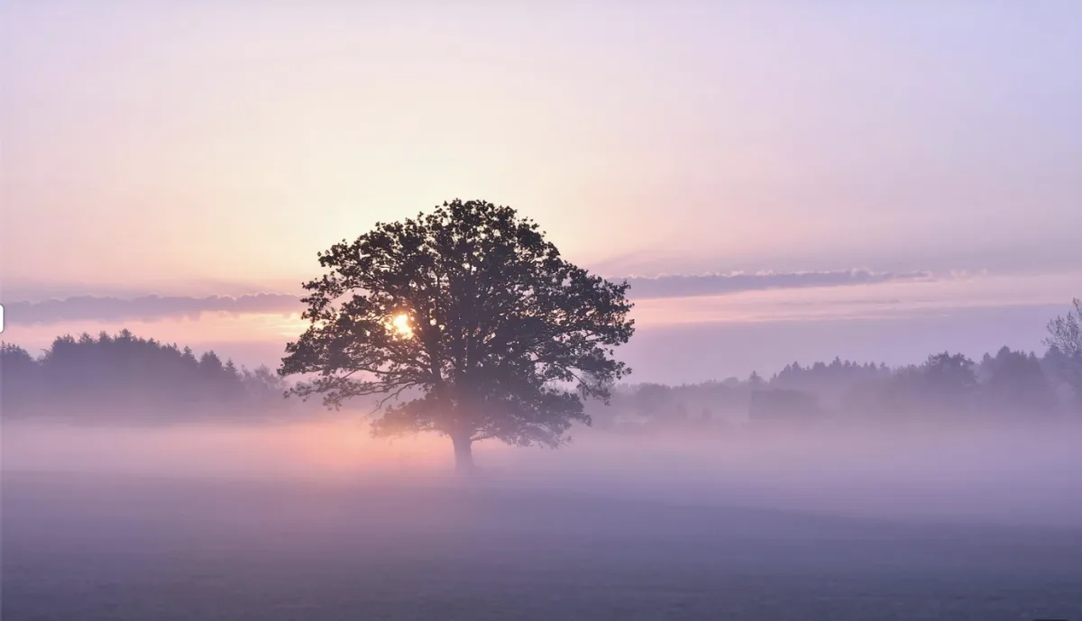 sunrise behind a lone tree in soft purple morning fog symbolizing resilience, boundaries, and chronic pain healing