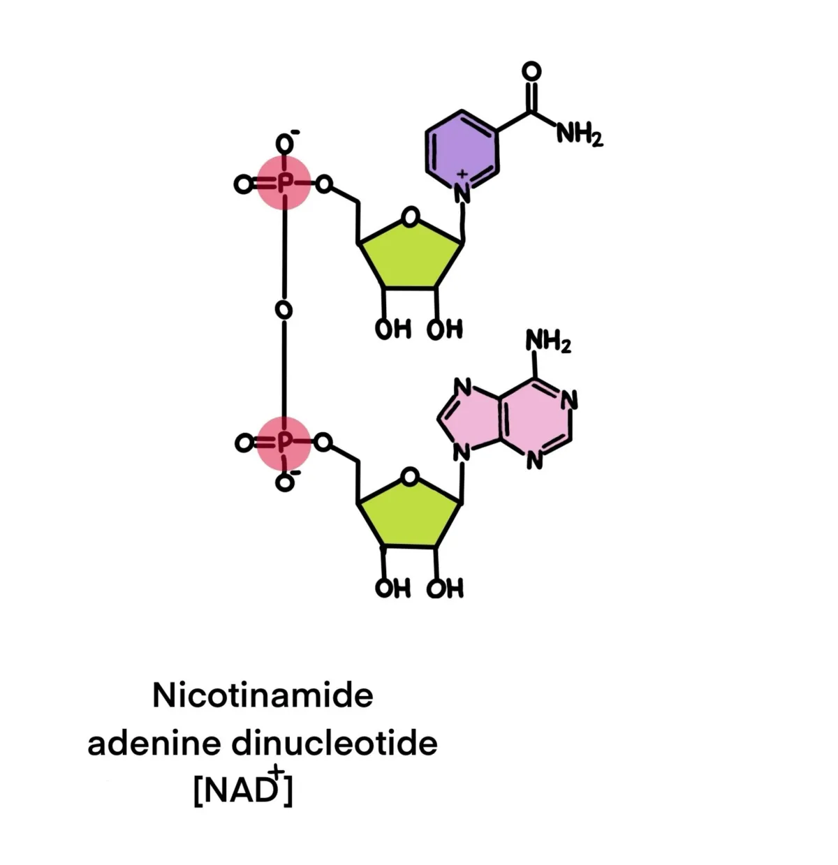 NAD molecule illustration representing cellular energy, mitochondrial function, and anti-aging therapy — Age-X Clinics