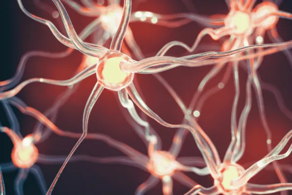 Neurons