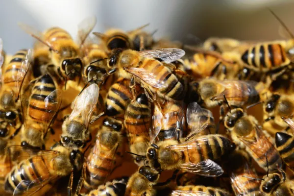 Honey Bees