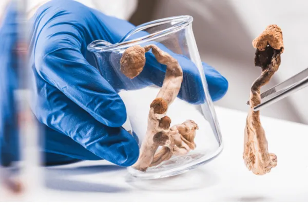 Psilocybin Mushrooms