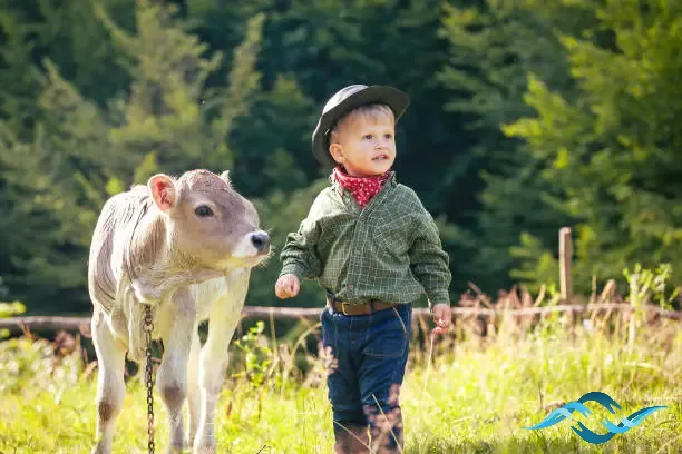 A boy and his calf that has a wish