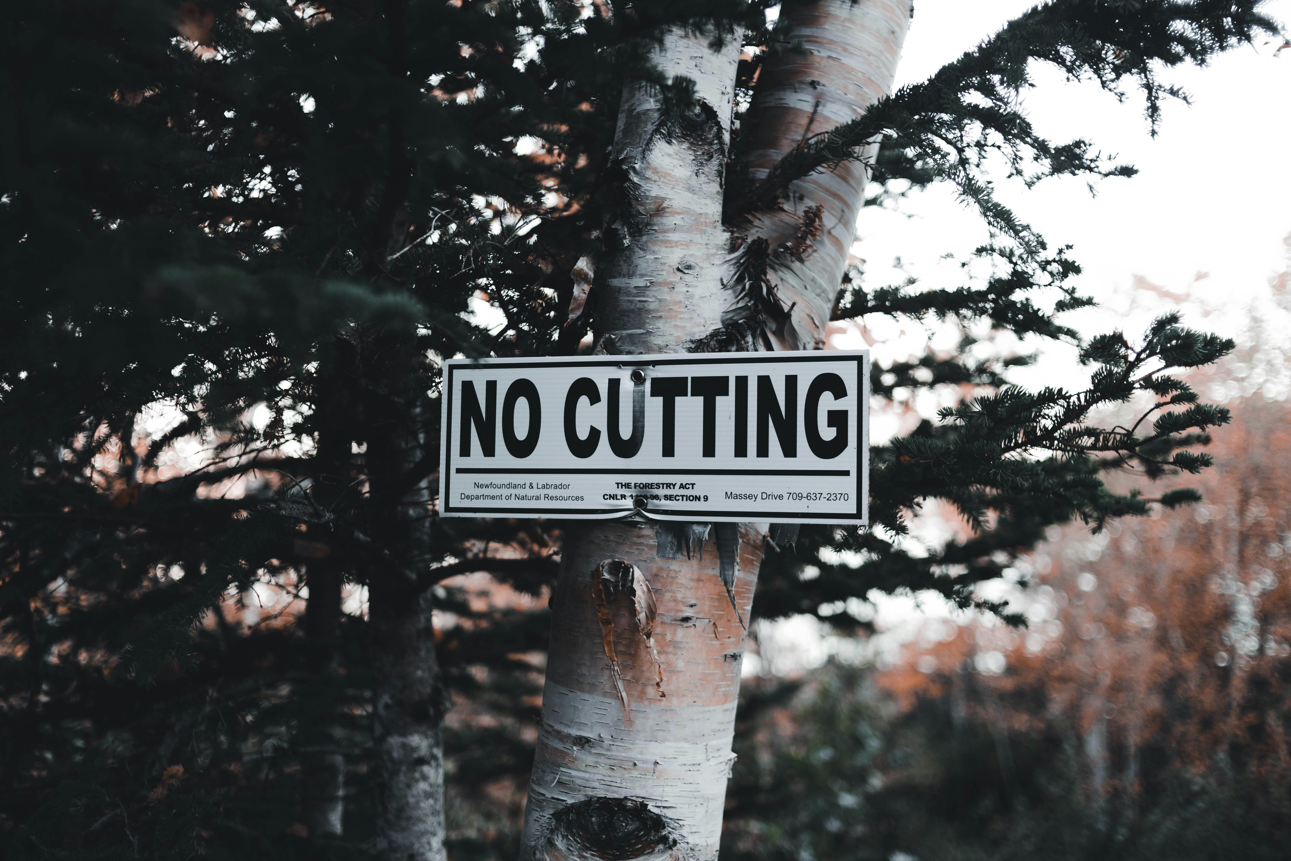 no cutting tree