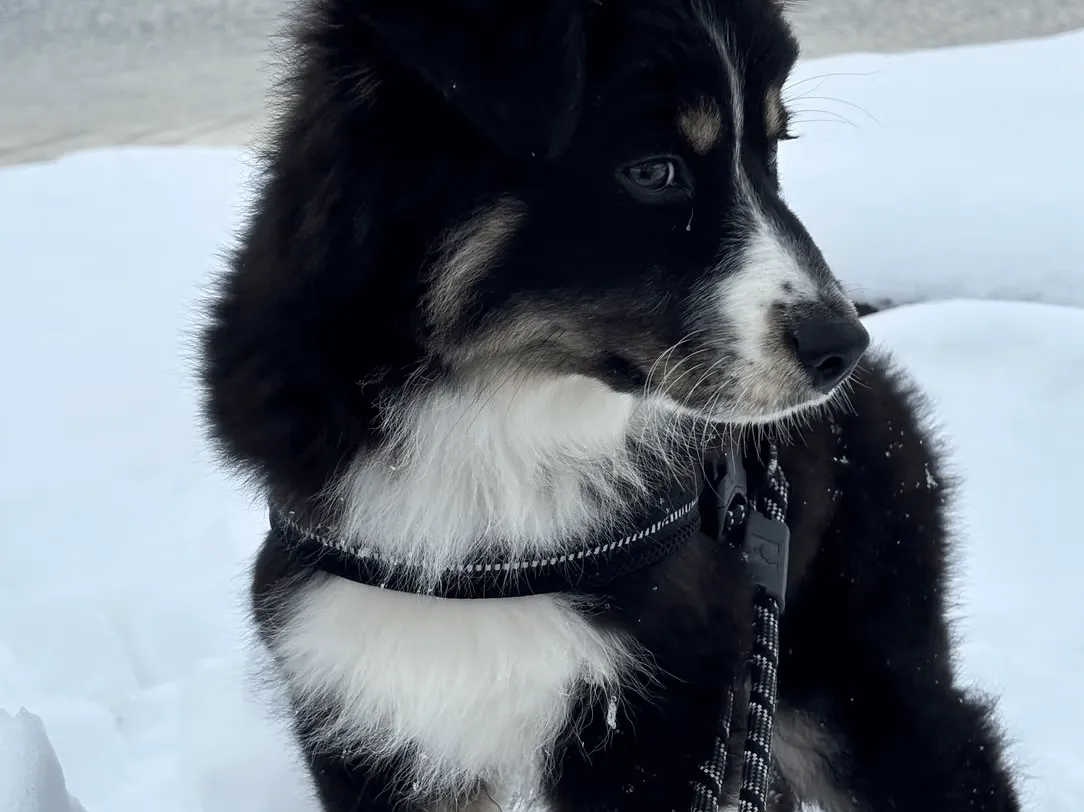 The Lessons My Puppy Is Teaching Me in Midlife (That I Thought I Already Knew)