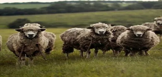 flock of sheep