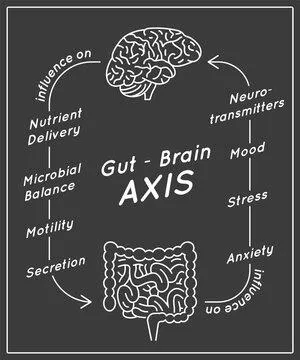 Dr. Andy's Desk: The Gut-Brain Connection, Explained