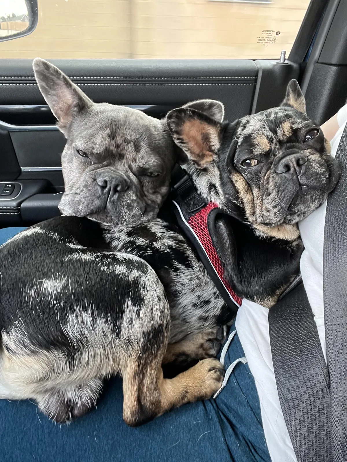 two French bulldogs sitting on a lap in the car