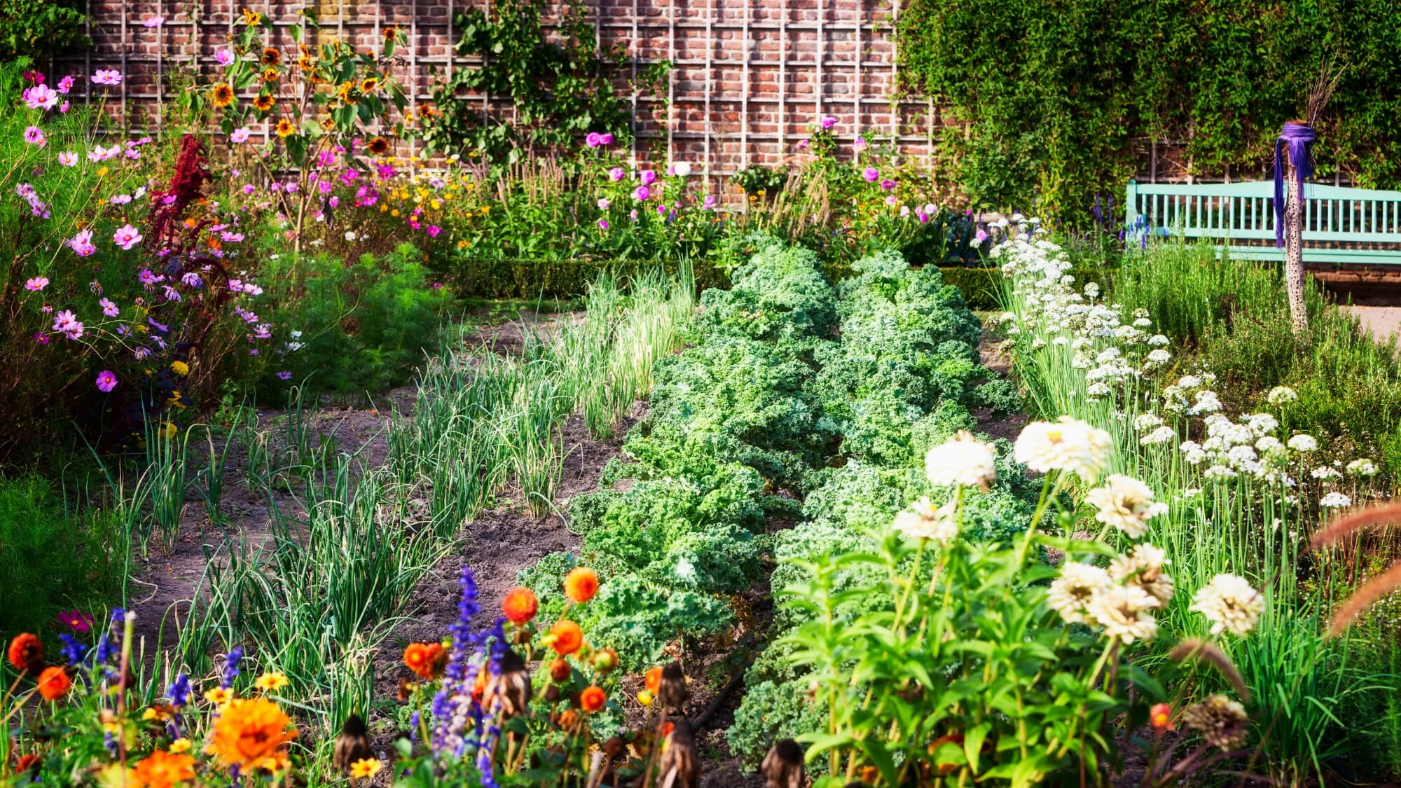 Edible garden in Wimbledon with raised beds, colourful planting and productive home-grown vegetables