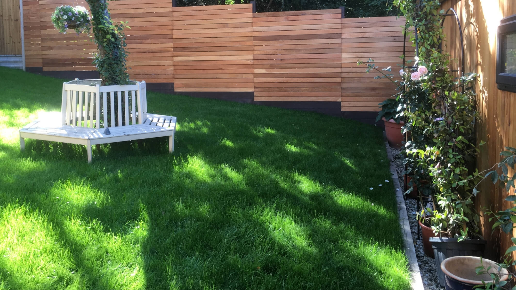 After: newly landscaped lawn and boundary planting in a Carshalton garden following design-led transformation