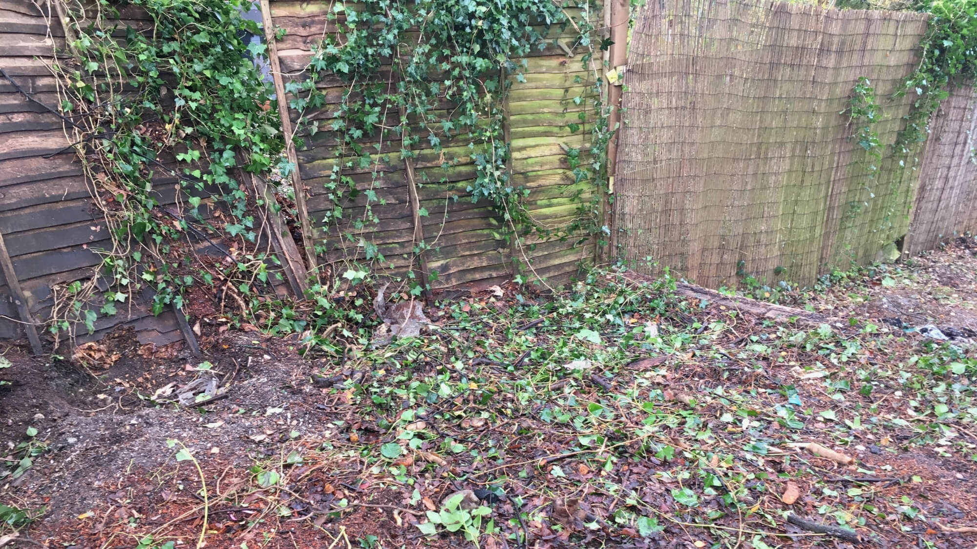 Before: overgrown and dilapidated boundary fence and bare ground in a Carshalton garden before redesign