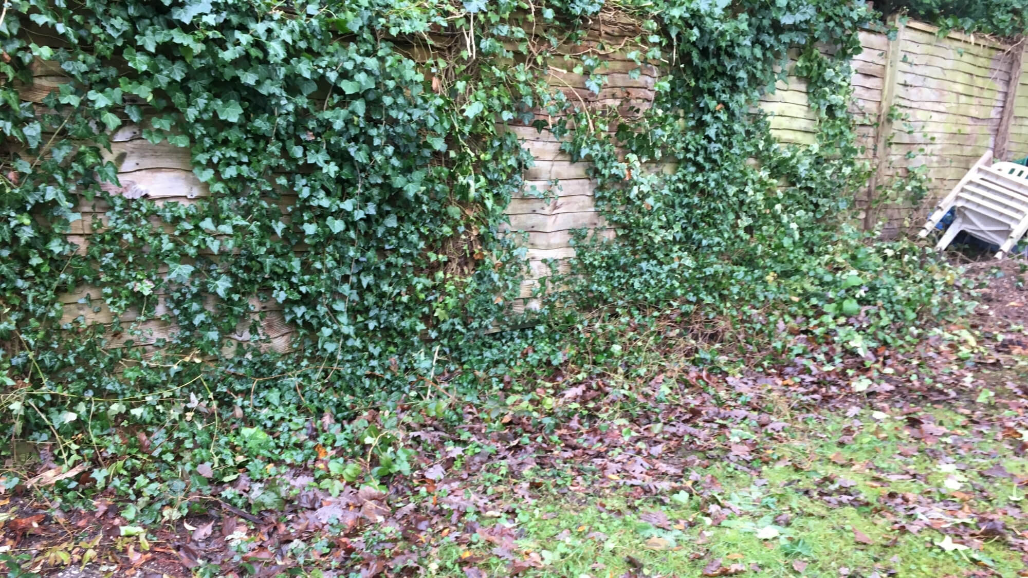 Before: ivy-covered collapsing boundary fence and unused lawn area in a Carshalton Beeches garden