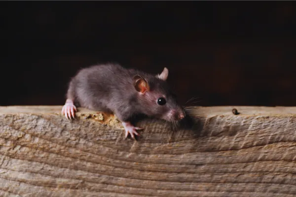 Rat in attic that needs to be removed