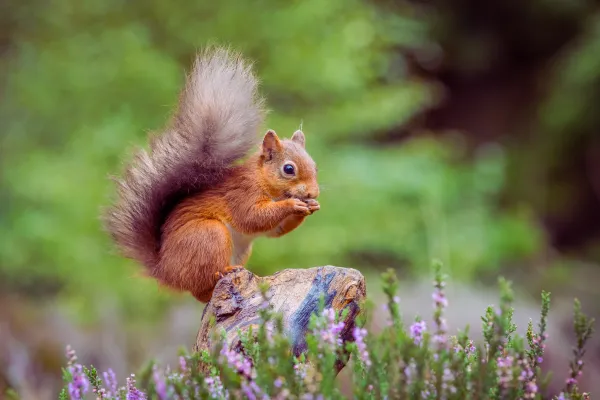The Surprising Winter Habits of Texas Wildlife
