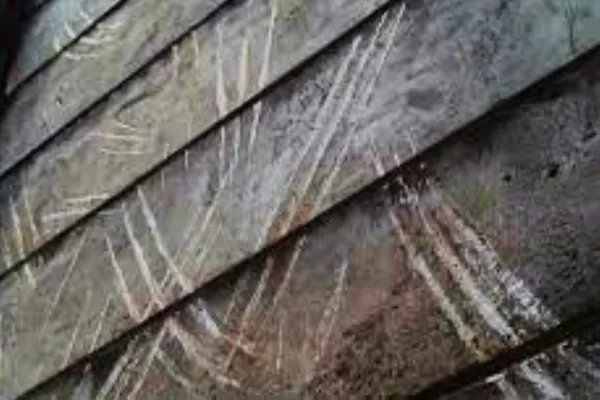 Wildlife Removal 101: What That Scratching Sound in Your Attic Really Means