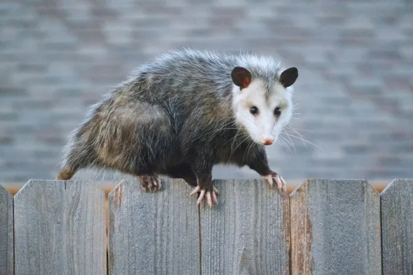 How Wildlife Survives Texas Winters.