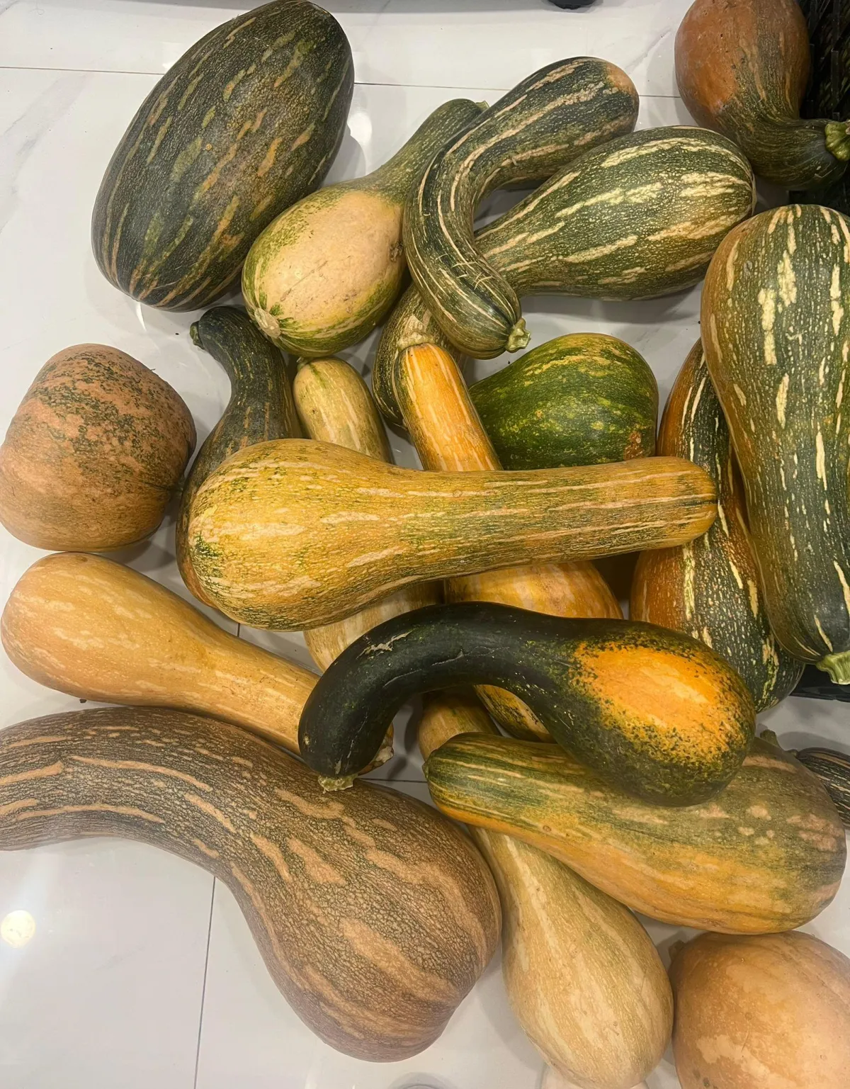 Chinese Pumpkin